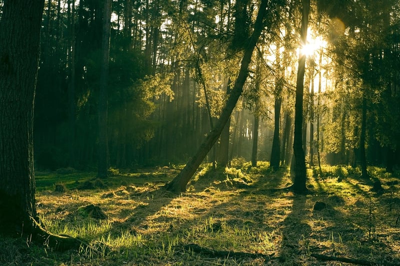 Fantasy Landscape Mystical Forest